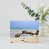 流木 ポストカード (スタンド正面)