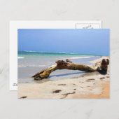 流木 ポストカード (正面/裏面)