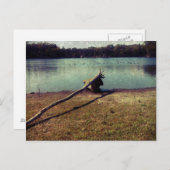 流木 ポストカード (正面/裏面)