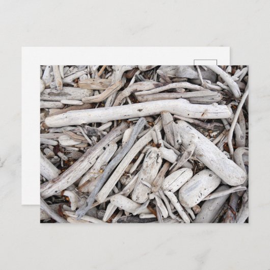 流木 ポストカード (正面/裏面)