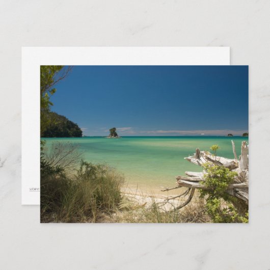 流木 ポストカード (正面/裏面)