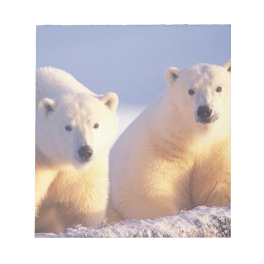 流氷上のメスのホッキョクグマと子グマ ノートパッド (正面)