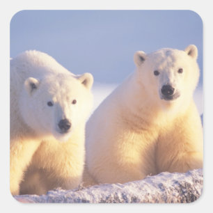 流氷上の雌のホッキョクグマと子グマ スクエアシール