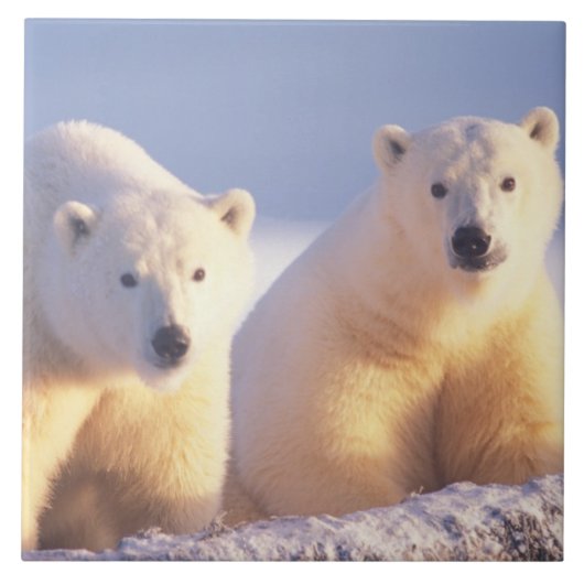 流氷上の雌のホッキョクグマと子グマ タイル (正面)