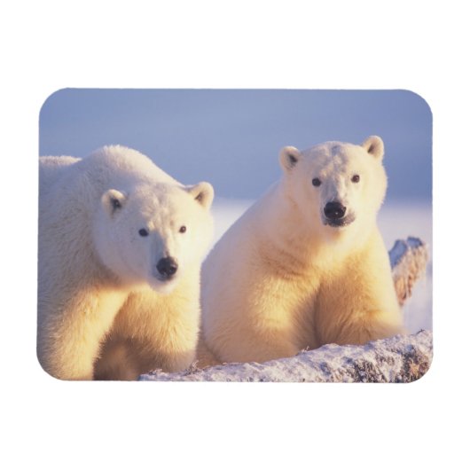 流氷上の雌のホッキョクグマと子グマ マグネット (横)