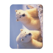 流氷上の雌のホッキョクグマと子グマ マグネット (縦)