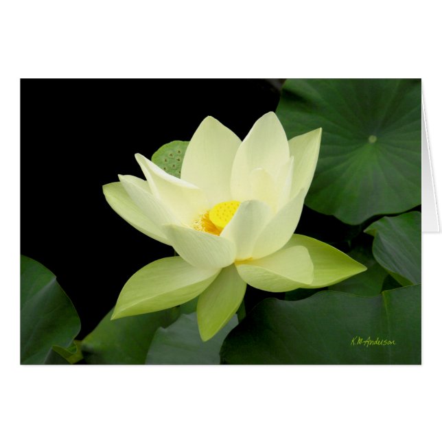 浅い黄色の浮遊スイレンの葉 (正面横)