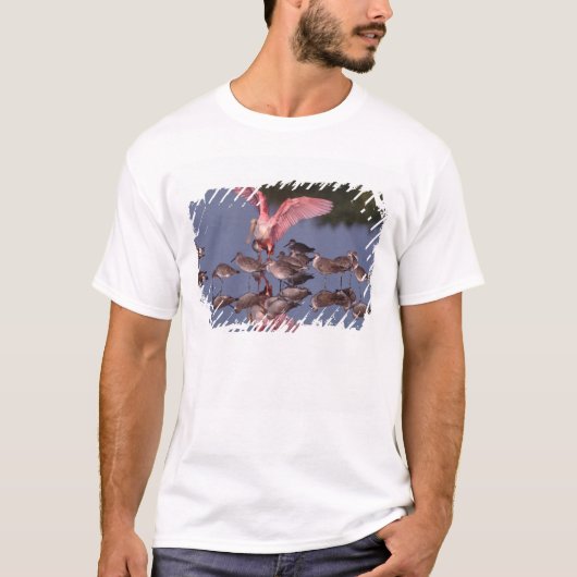 浅瀬に立つベニバシラとハシグロシギ Tシャツ (正面)