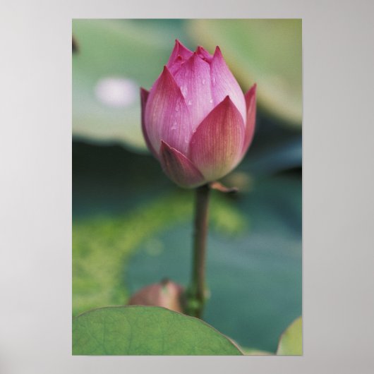 浙江省杭州市の蓮の花のつぼみ ポスター (正面)