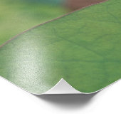 浙江省杭州市蓮の花芽 フォトプリント            (角)