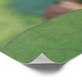 浙江省杭州市蓮の花芽 ポスター (角)