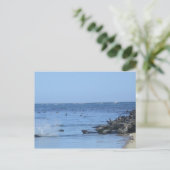 浜にいるアザラシ ポストカード (スタンド正面)