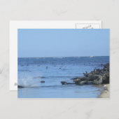 浜にいるアザラシ ポストカード (正面/裏面)