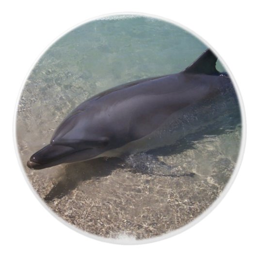 浜に引き上げられたイルカ セラミックノブ (正面)