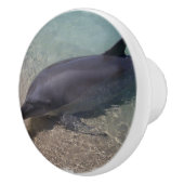 浜に引き上げられたイルカ セラミックノブ (右)