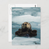 浮動カワウソ ポストカード (正面/裏面)