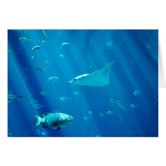 浮遊アカエイ (正面横)