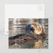 浮遊カワウソ ポストカード (正面/裏面)