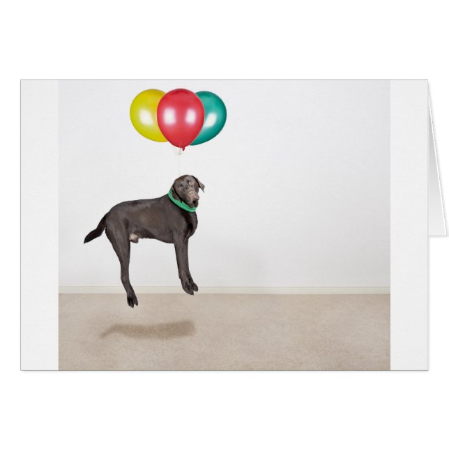 浮遊ラブラドール (正面横)