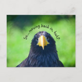 海おもしろい鷹・カスタム 案内ポストカード (正面)