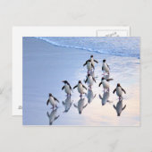 海から戻る鳥冠ペンギン ポストカード (正面/裏面)