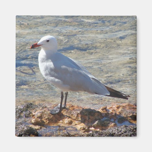 海で美しいカモメ – 磁石 (正面)