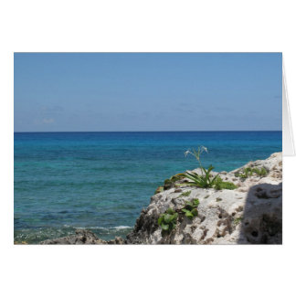 海による単独ユリ