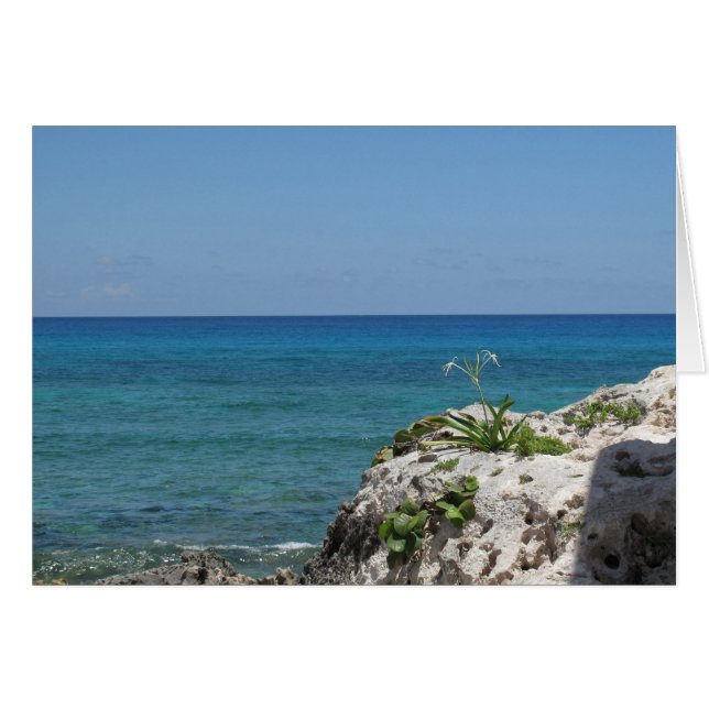 海による単独ユリ (正面横)