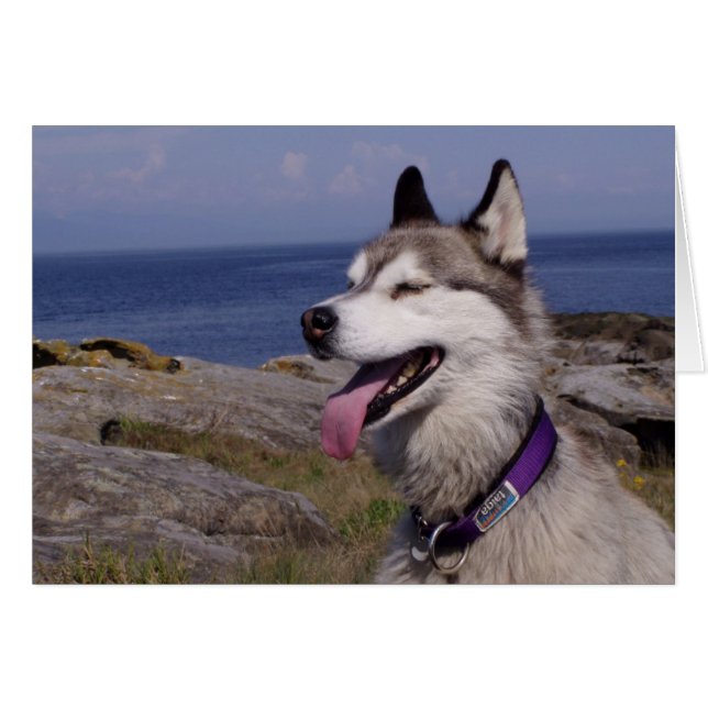 海によるQuinnDog (正面横)