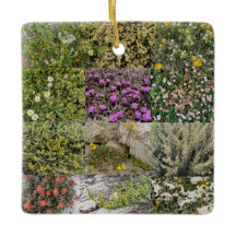 海に咲くアジロマール