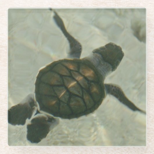 海に泳いでいるベビーのウミガメ ガラスコースター (正面)