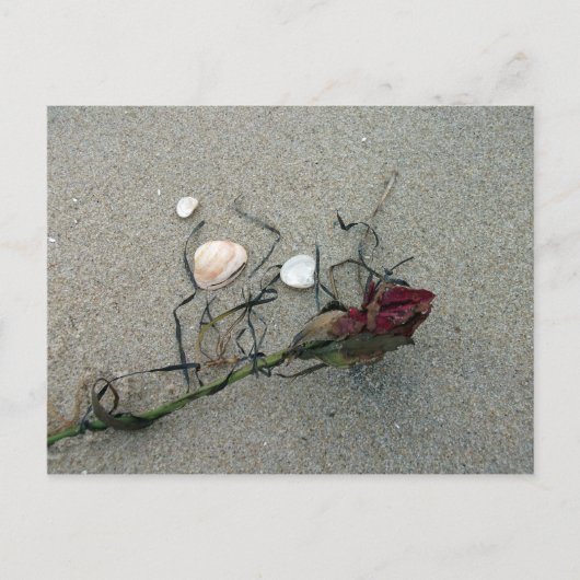 海に迷った赤いバラ ポストカード (正面)
