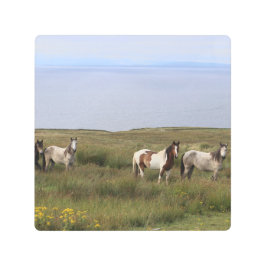 海のそばの4頭の馬 メタルプリント