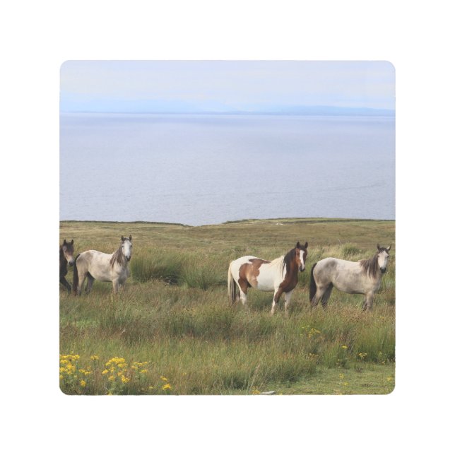 海のそばの4頭の馬 メタルプリント (正面)