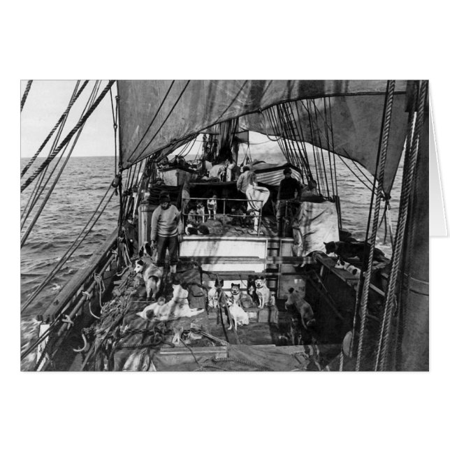 海のそり犬 (正面横)