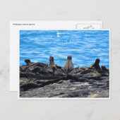 海のイグアナの容貌 ポストカード (正面/裏面)