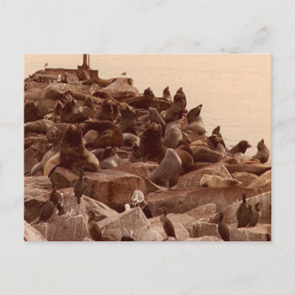 海のカコファニー ポストカード