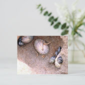 海のカタツムリとフジツボ ポストカード (スタンド正面)