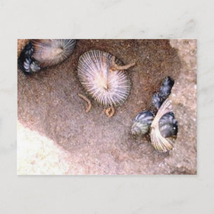 海のカタツムリとフジツボ ポストカード