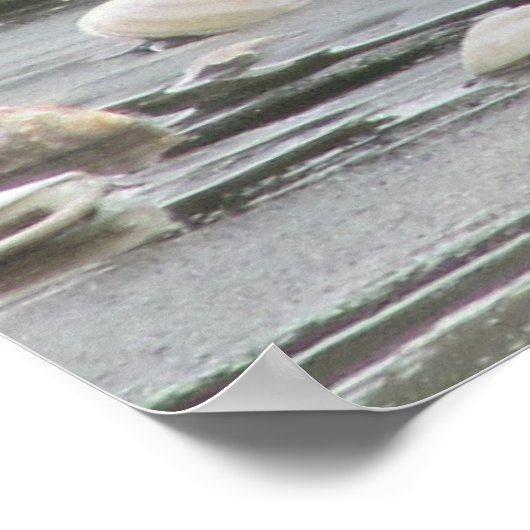 海のカモメと貝 ポスター (角)