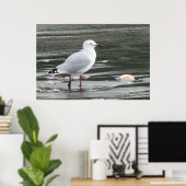 海のカモメと貝 ポスター (ホームオフィス)