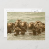 海のカワウソ ポストカード (正面/裏面)