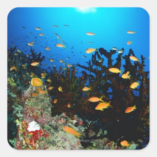 海のゴダイの魚の大きなグループ泳ぐ スクエアシール (正面)