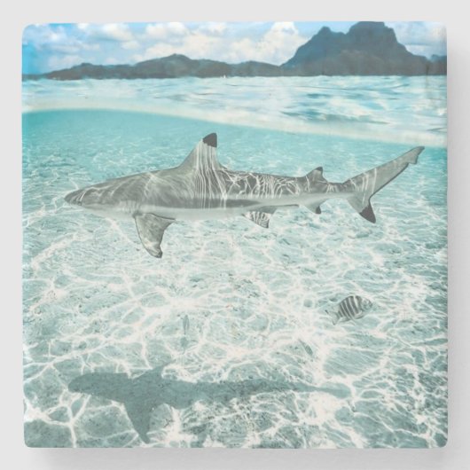 海のサメ ストーンコースター (正面)