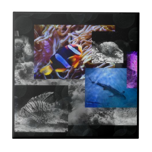 海のセラミックタイルの下 タイル (正面)