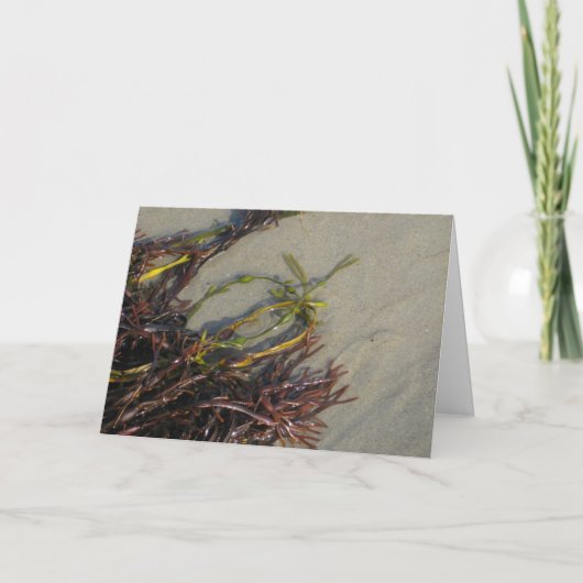 海のビーチの海藻 カード (正面)