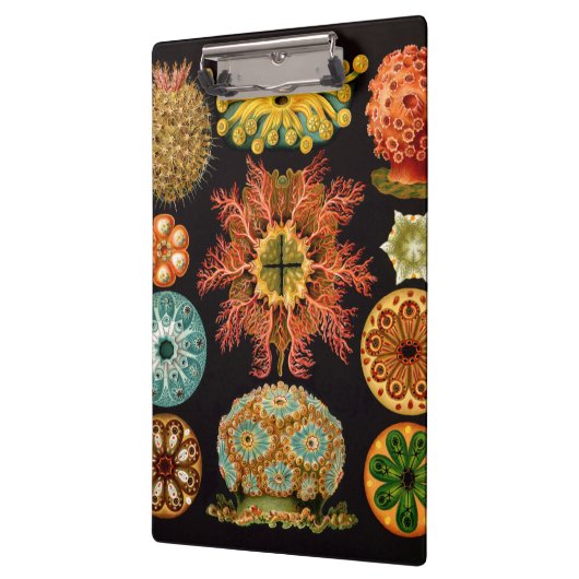 海のリスの正方形のクリップボード クリップボード (左)