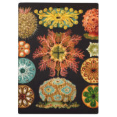 海のリスの正方形のクリップボード クリップボード (裏面)