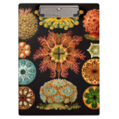 海のリスの正方形のクリップボード クリップボード (正面)