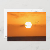 海の上の日没:ペリカン ポストカード (正面/裏面)